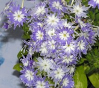 /album/phlox/flox-nizky-fialovobily-jpg/